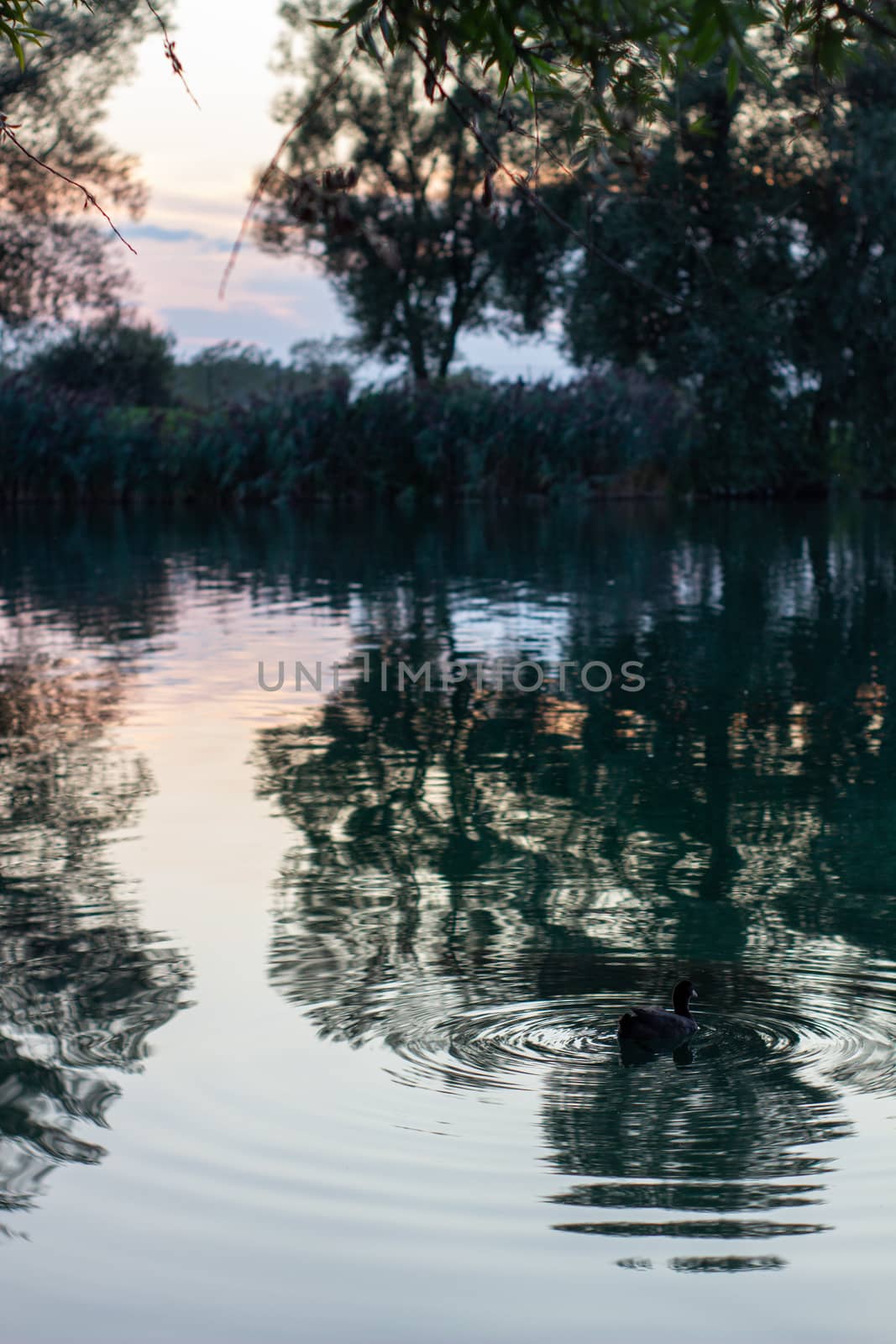 Wild ducks swimming in lake during summer evening.