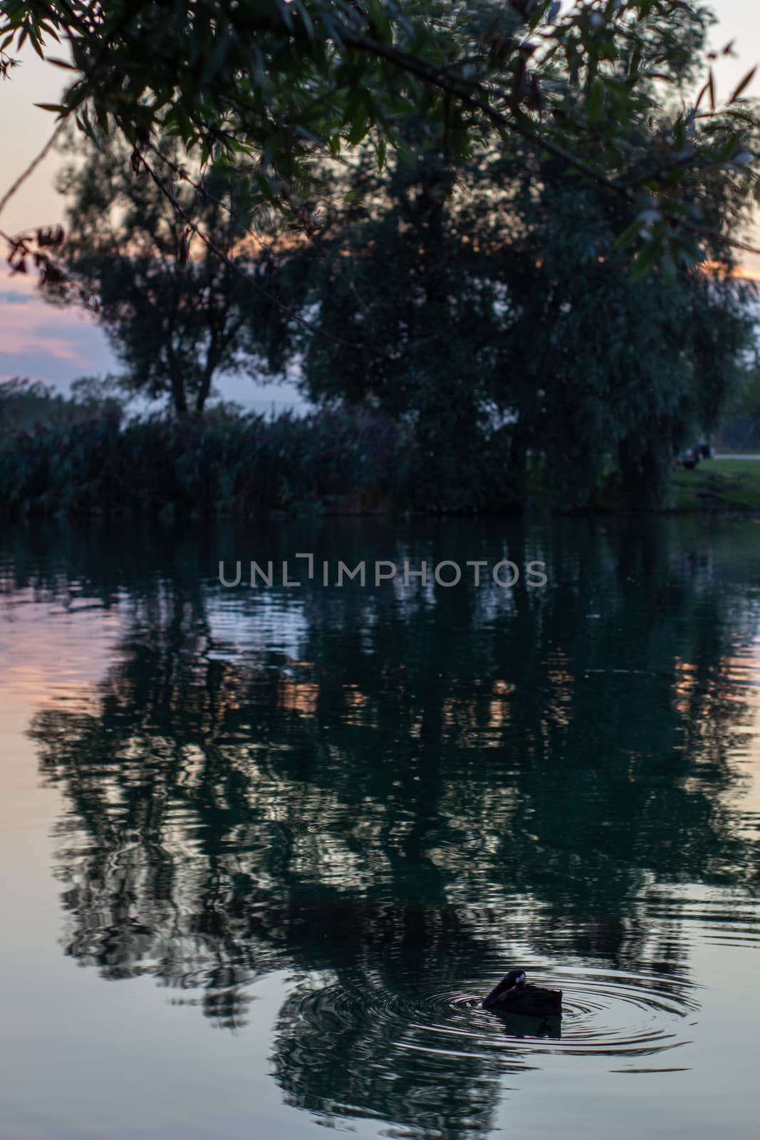 Wild ducks swimming in lake during summer evening by AnatoliiFoto