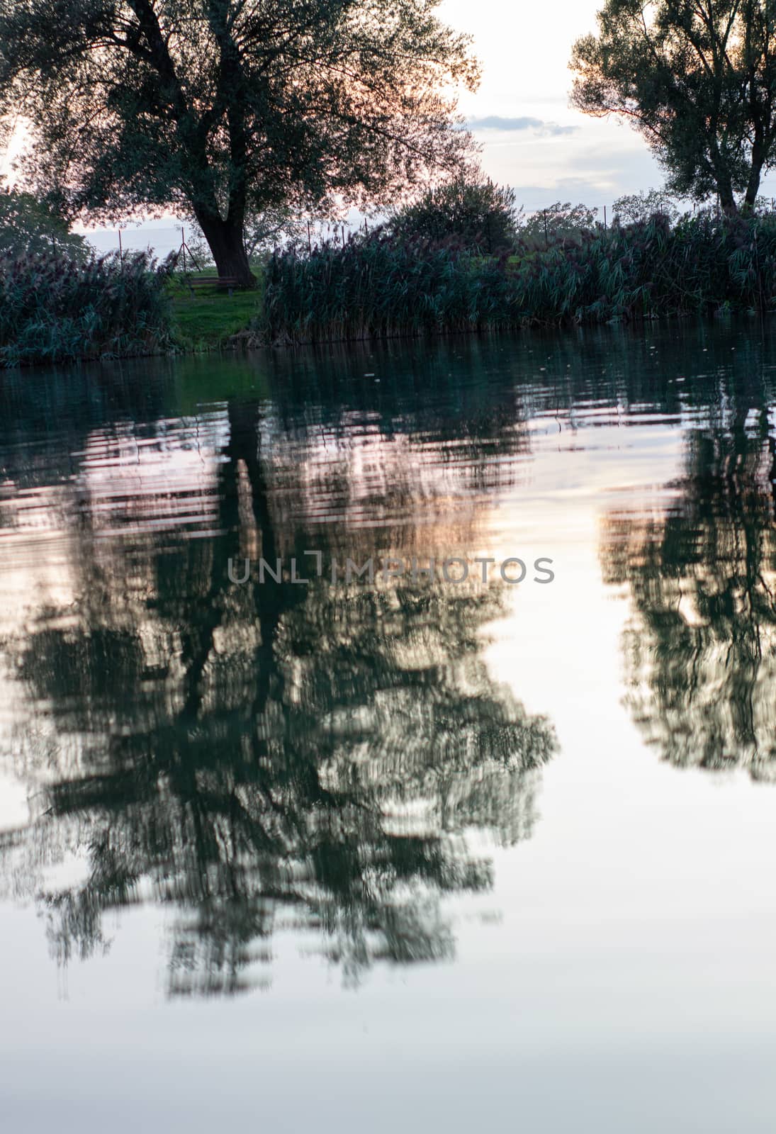 Wild ducks swimming in lake during summer evening by AnatoliiFoto