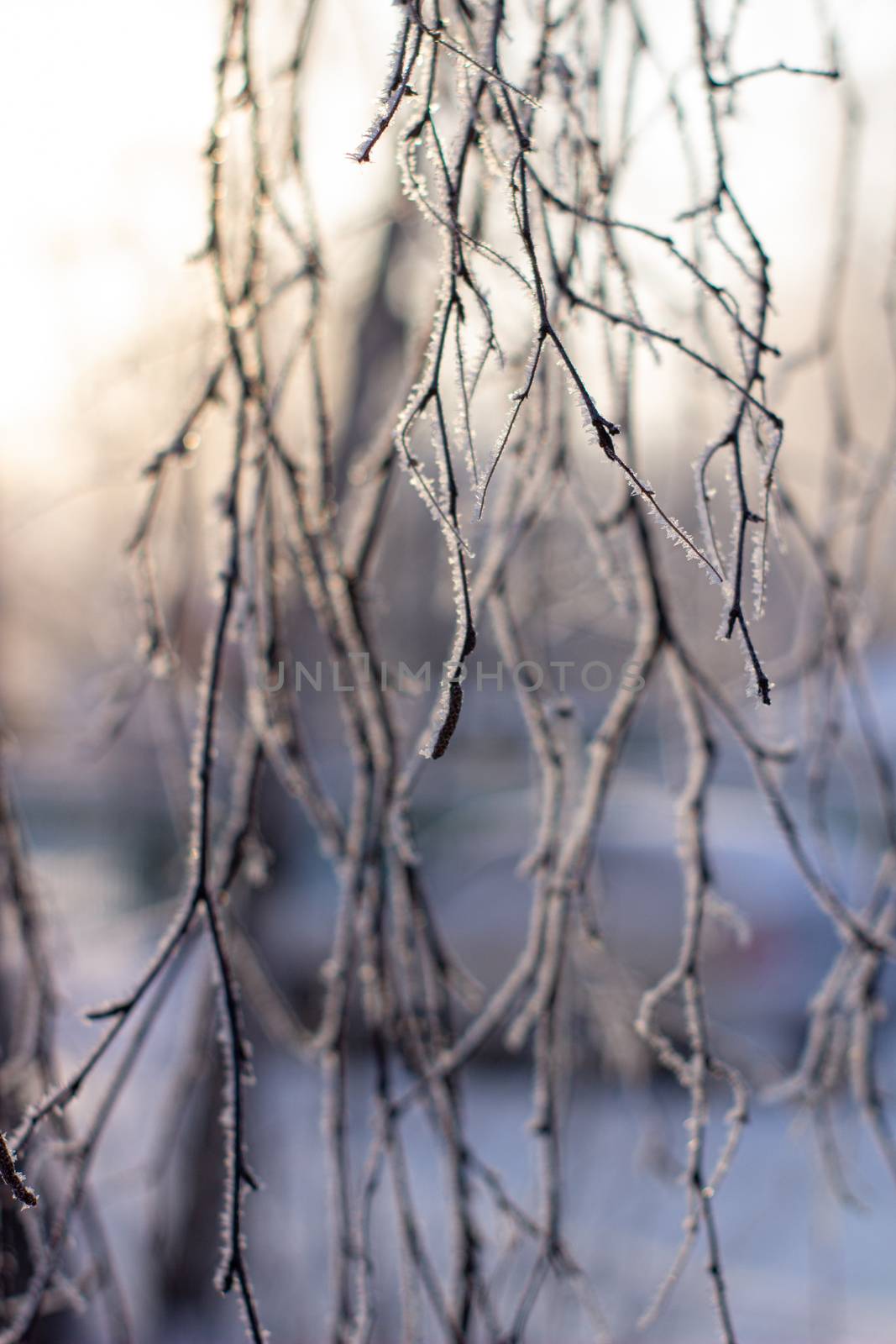 Snow, frost on the branches of a tree on winter background
