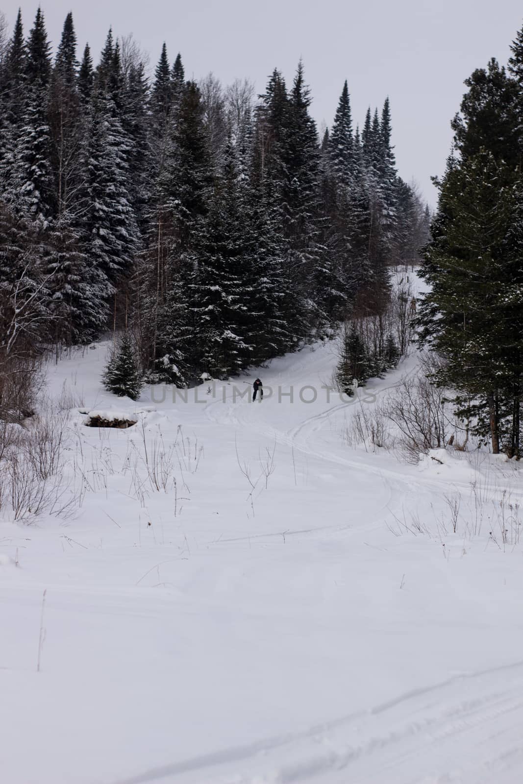 Woman cross country skier in forest on a sunny day by AnatoliiFoto