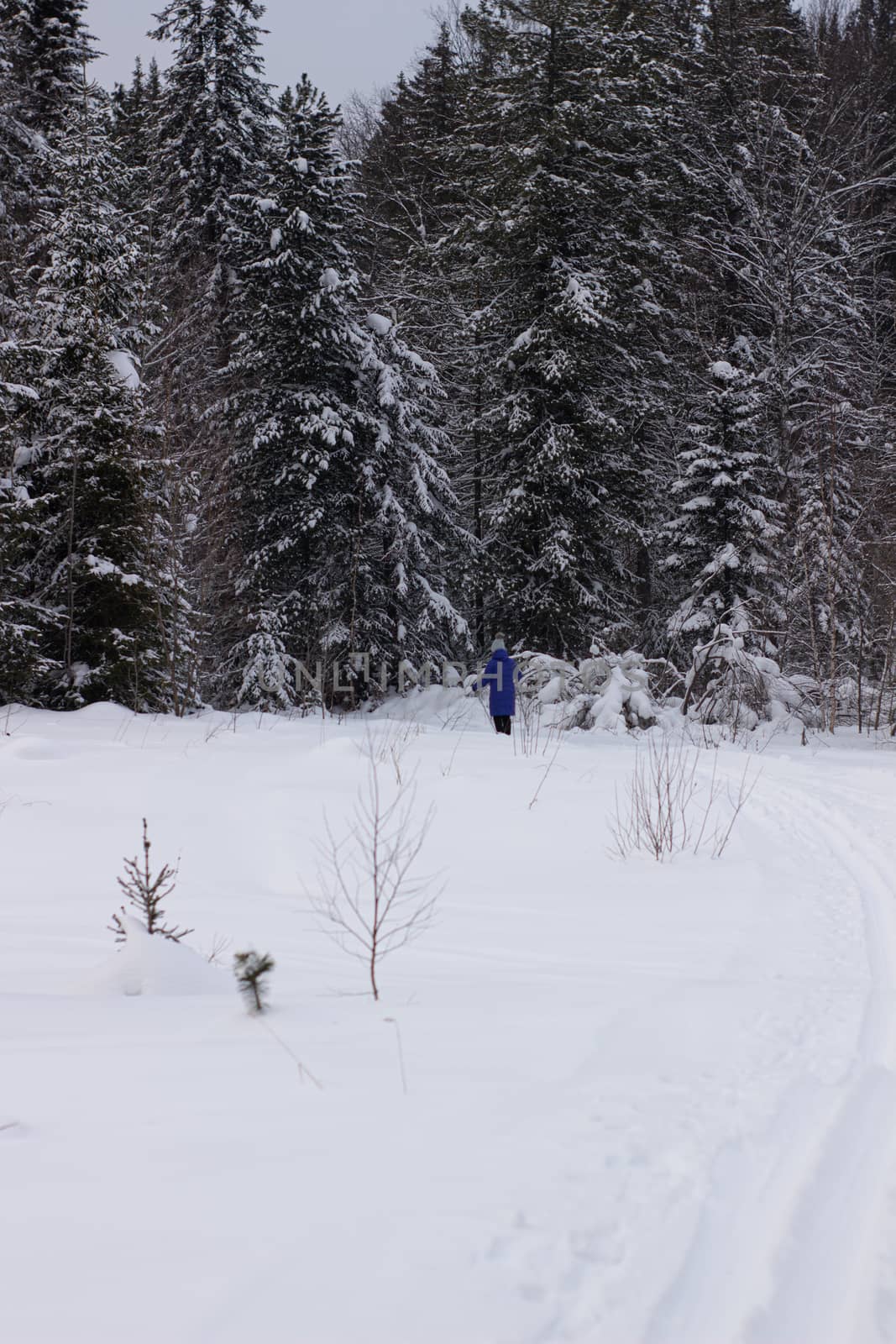 Woman cross country skier in forest on a sunny day by AnatoliiFoto