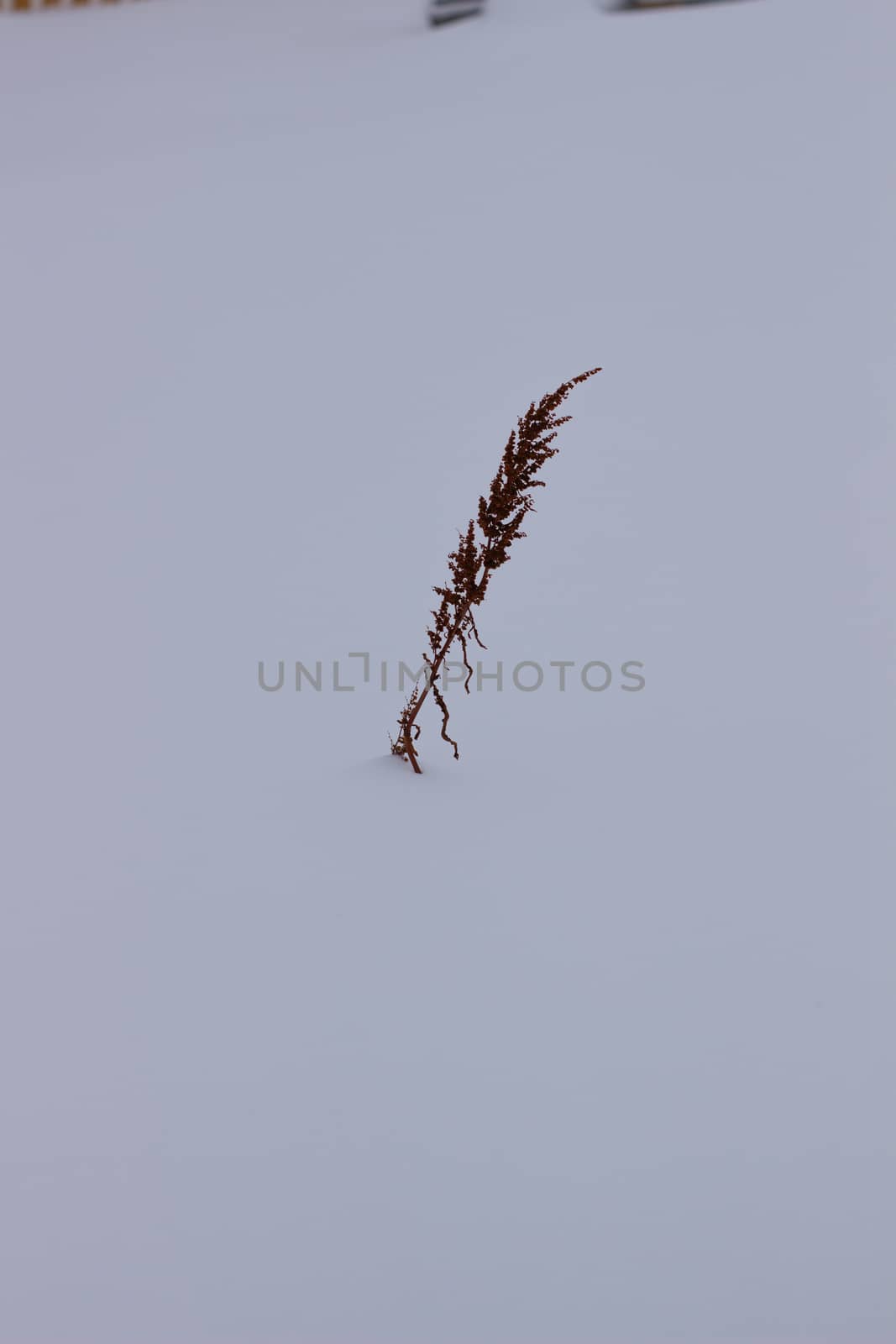 Dry grass on a snow background. Background. Two Bush grass among snow field