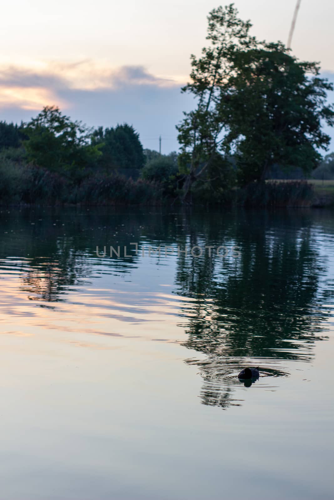 Wild ducks swimming in lake during summer evening.