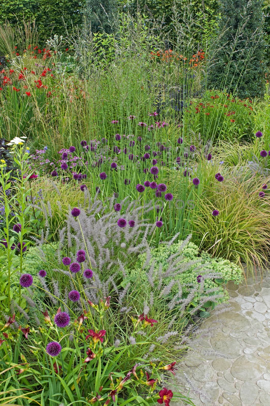Detail of a flower border with Achillea, Allium and Grasses