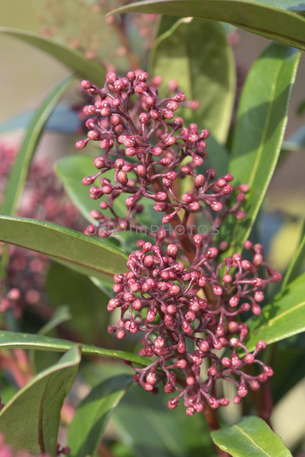 Closeup of Viburnum Tinus 'Eve Price' flower at the early spring time by ankorlight