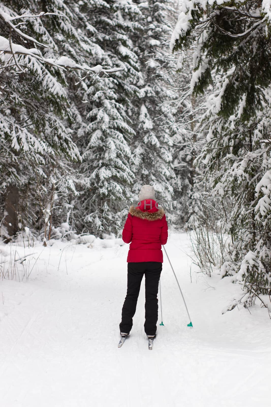 Woman cross country skier in forest on a sunny day.