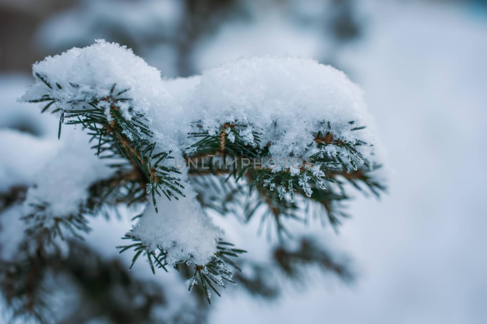 Fir branch in snow on a frosty winter day.
