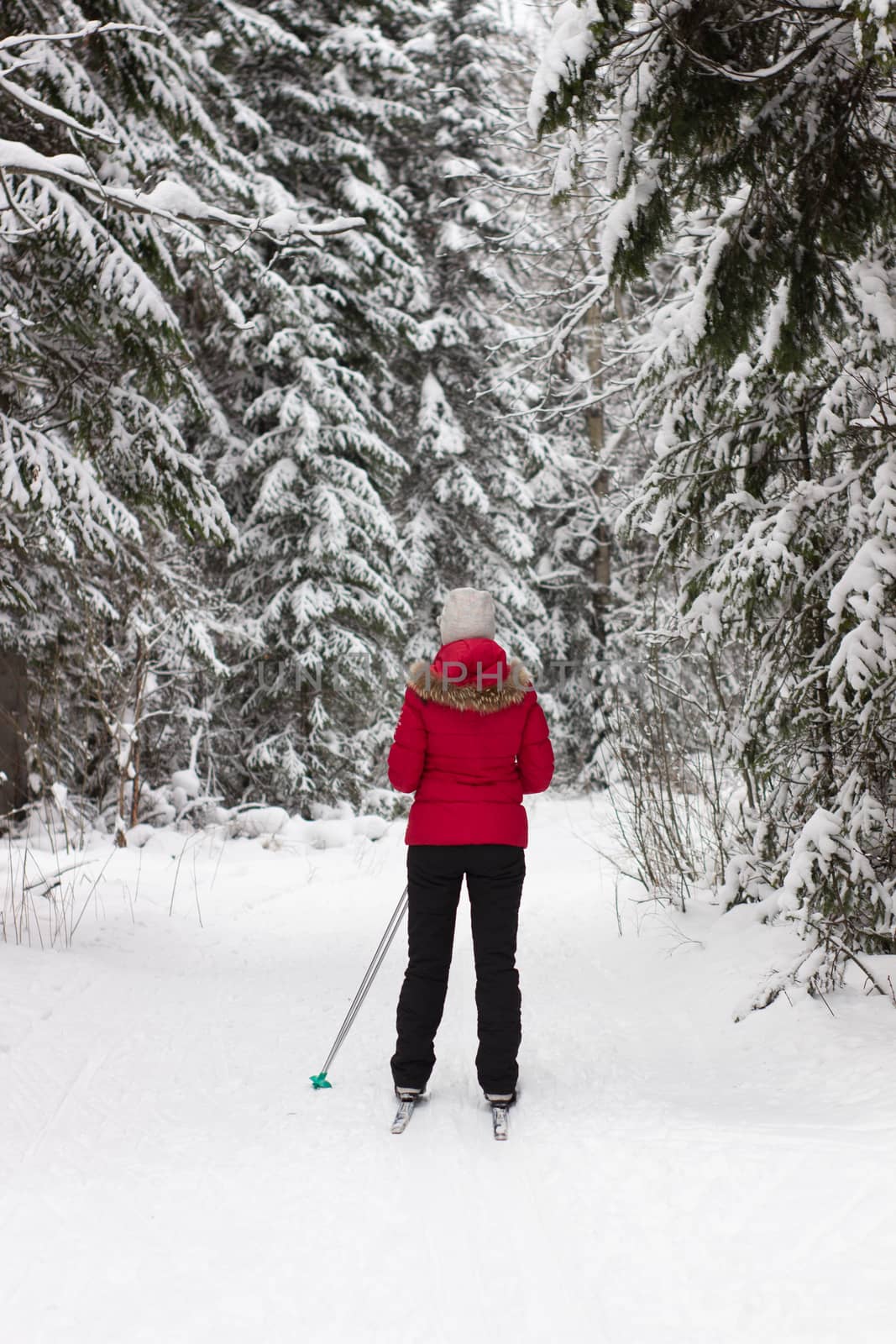 Woman cross country skier in forest on a sunny day.