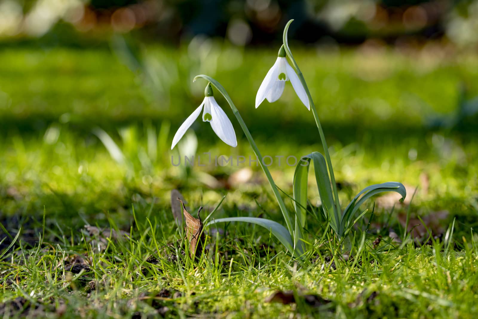 Group of snow drops blooming against the sun light at the end of winter by ankorlight