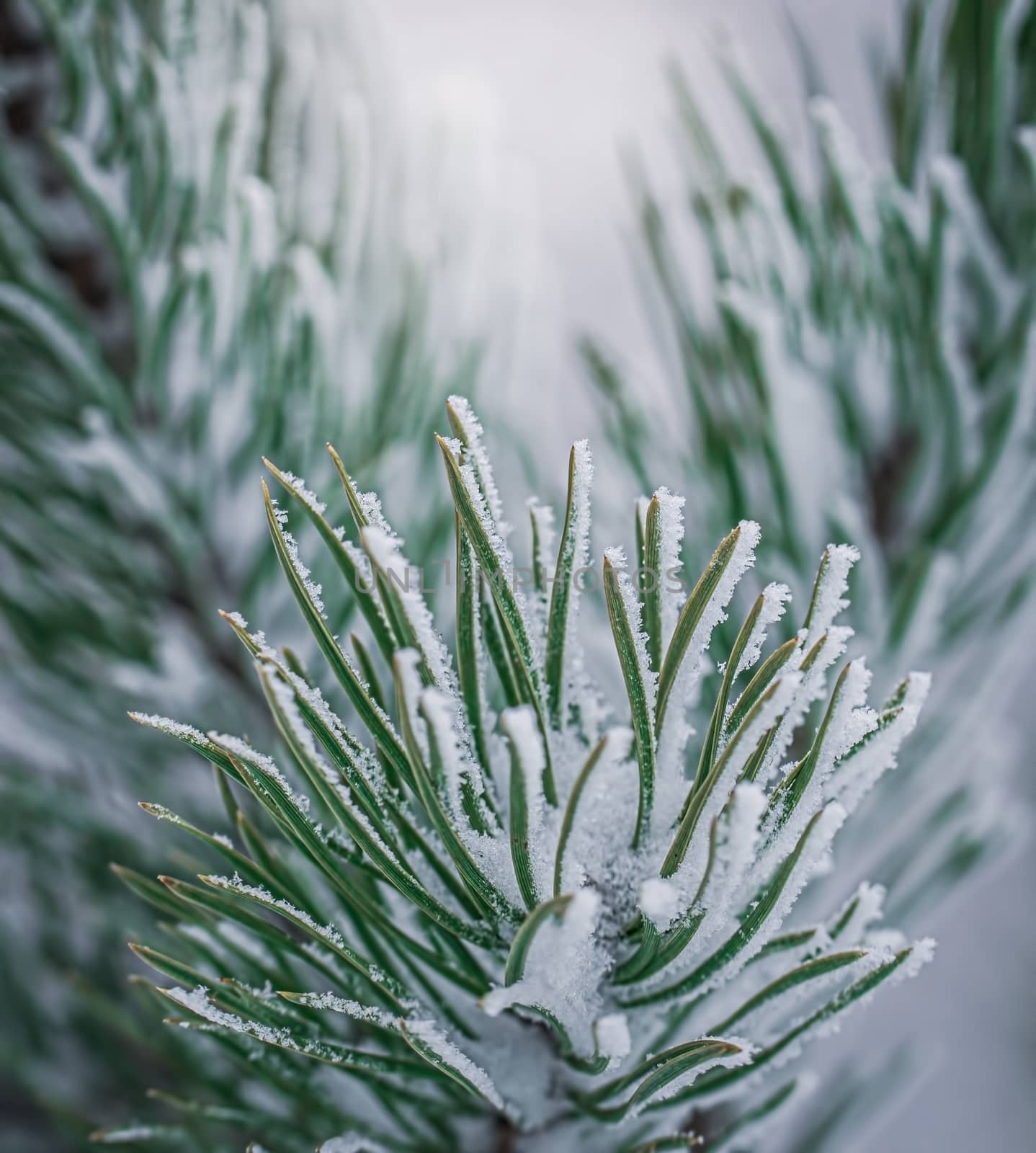 Fir branch in snow on a frosty winter day.