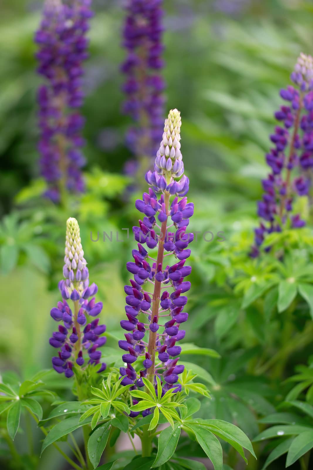 lupin flower on a blurred background.