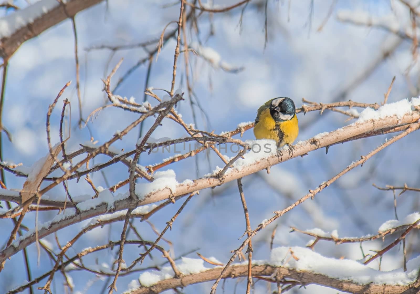 Titmouse on a snowy winter day sitting on a tree branch.