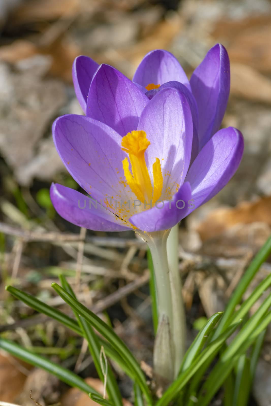 Closeup of purple color crocus under the end of winter light blooming slowly by ankorlight