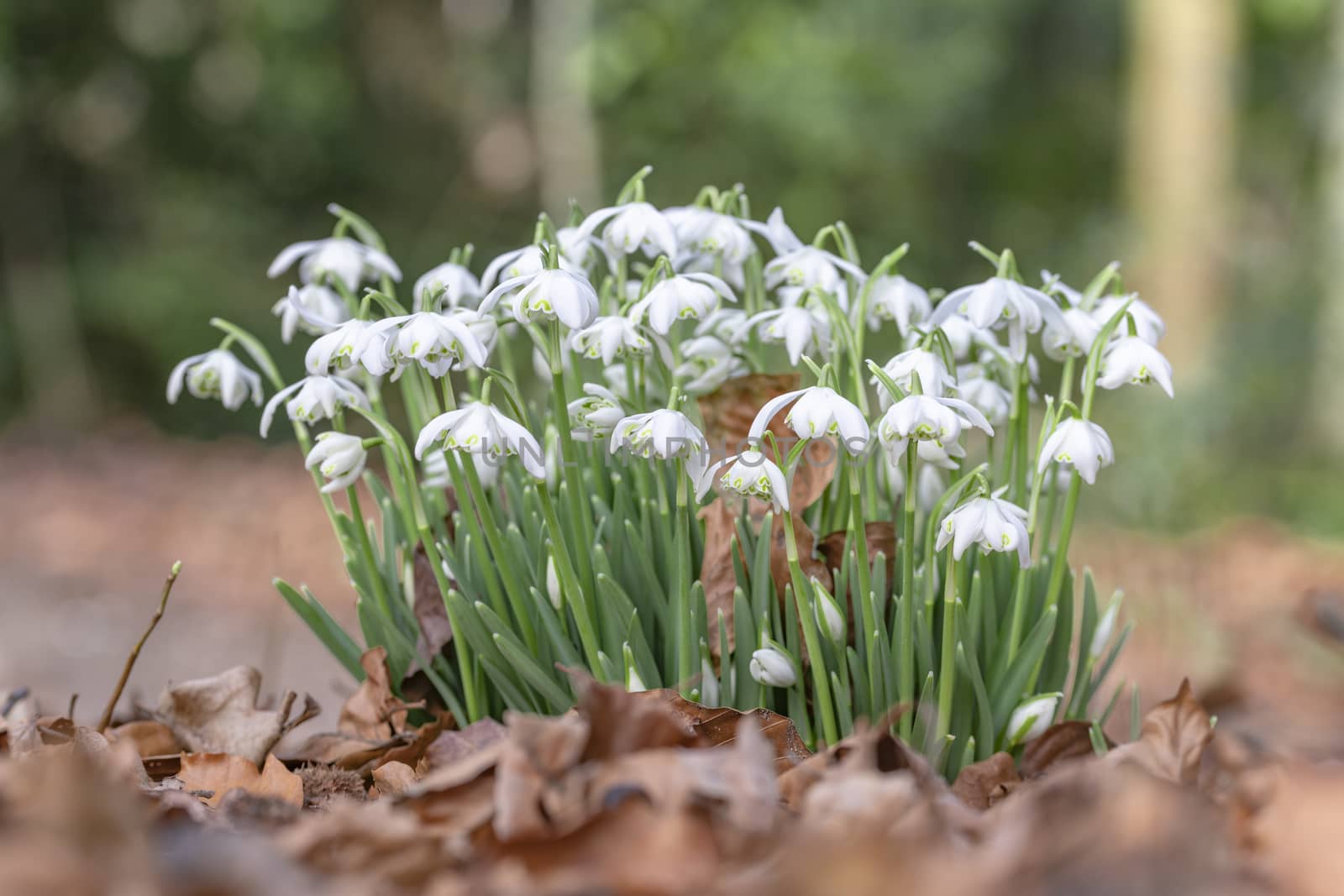 Group of snow drops blooming against the sun light at the end of winter by ankorlight