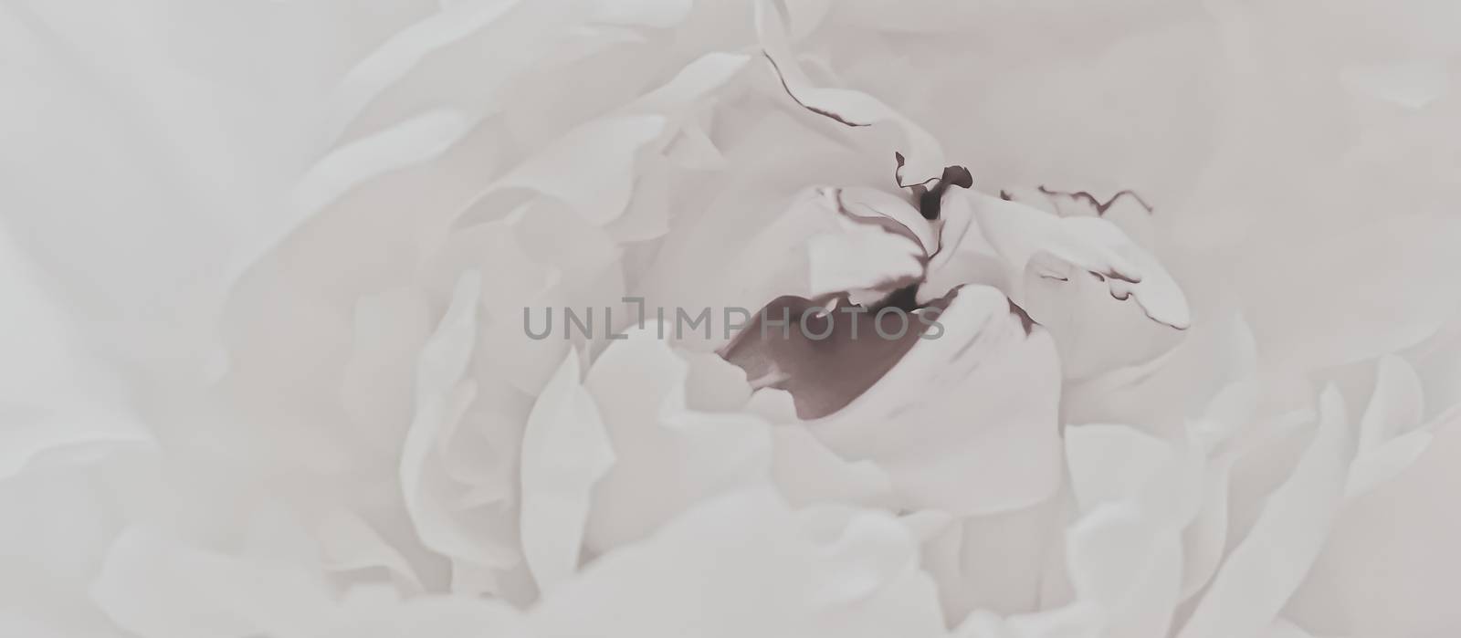 White peony flower as abstract floral background for holiday branding design