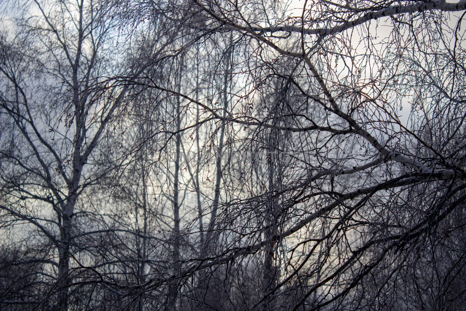 Looking up to grey sky through tree branches.