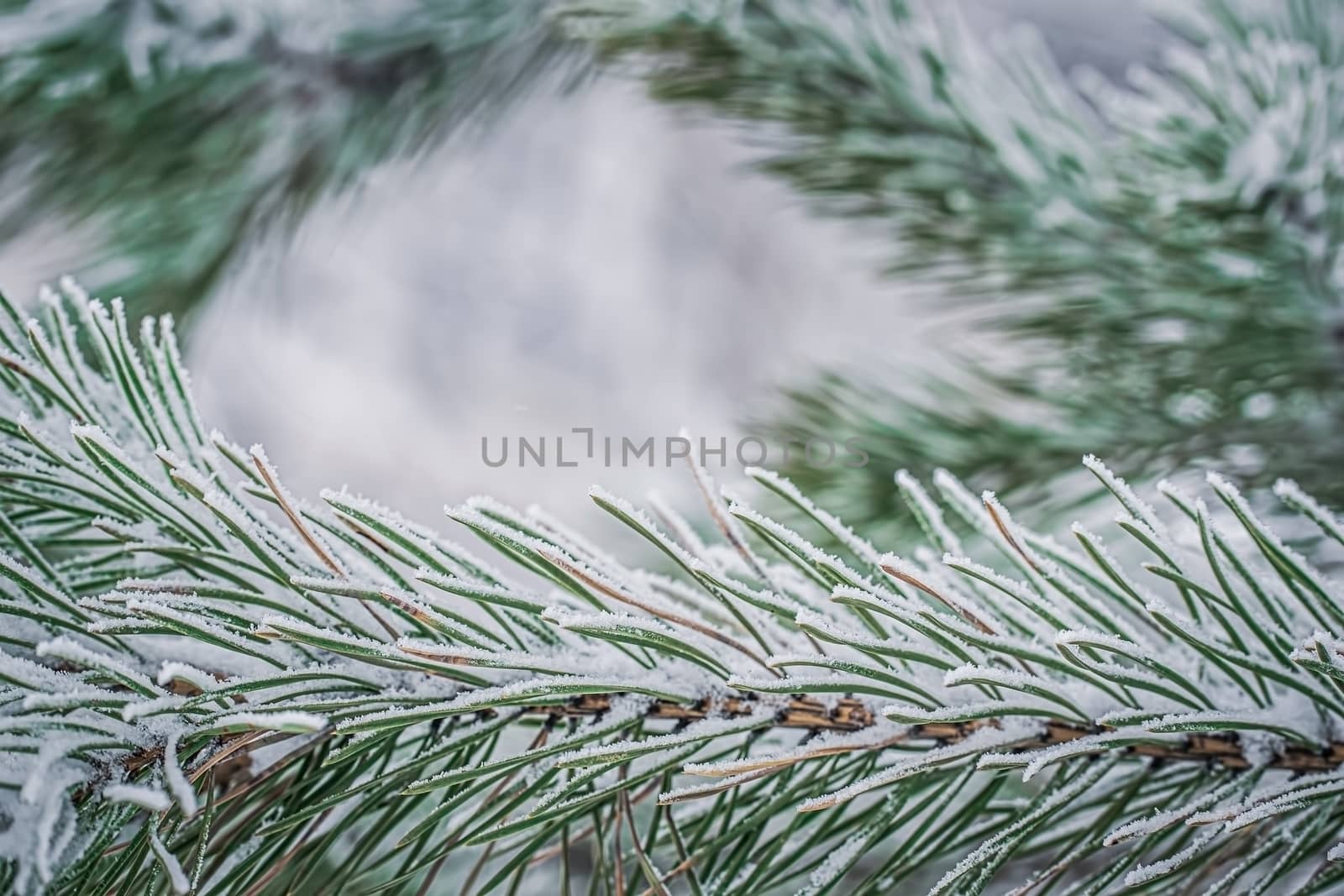 Fir branch in snow on a frosty winter day.