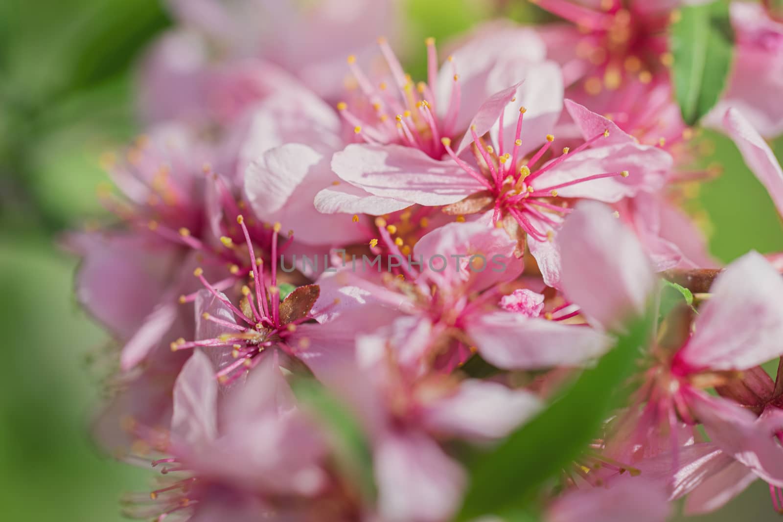 Spring flower pink almond closeup in the garden.