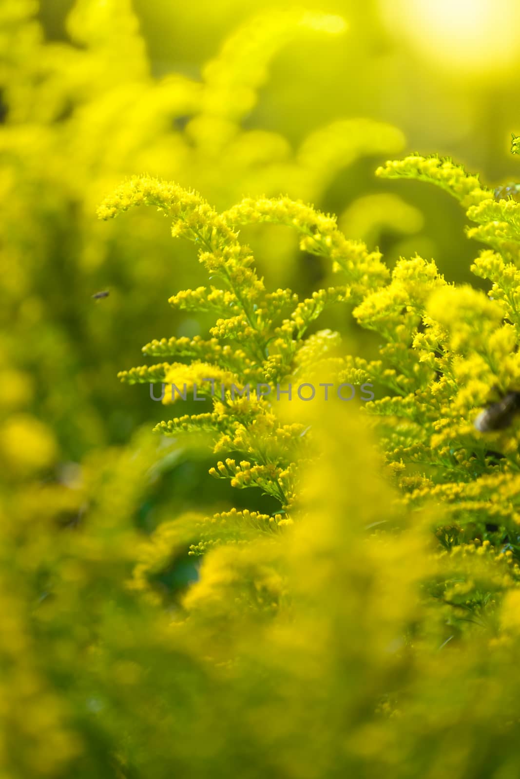 Beautiful yellow goldenrod flowers and bee. by Grisha