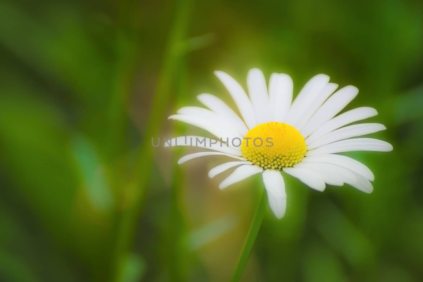 Chamomile flower a blurred background.