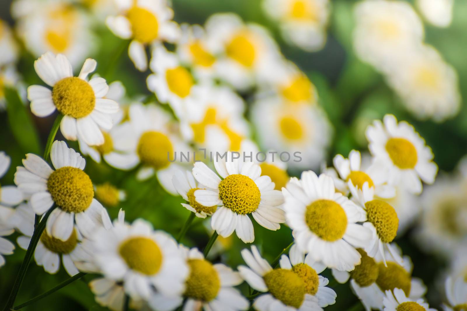 chamomile flowers a blurred background.