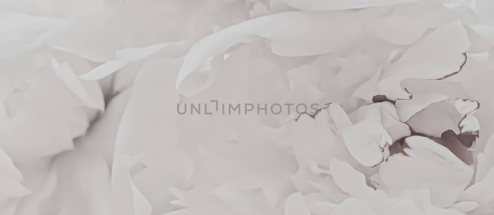 White peony flower as abstract floral background for holiday branding design