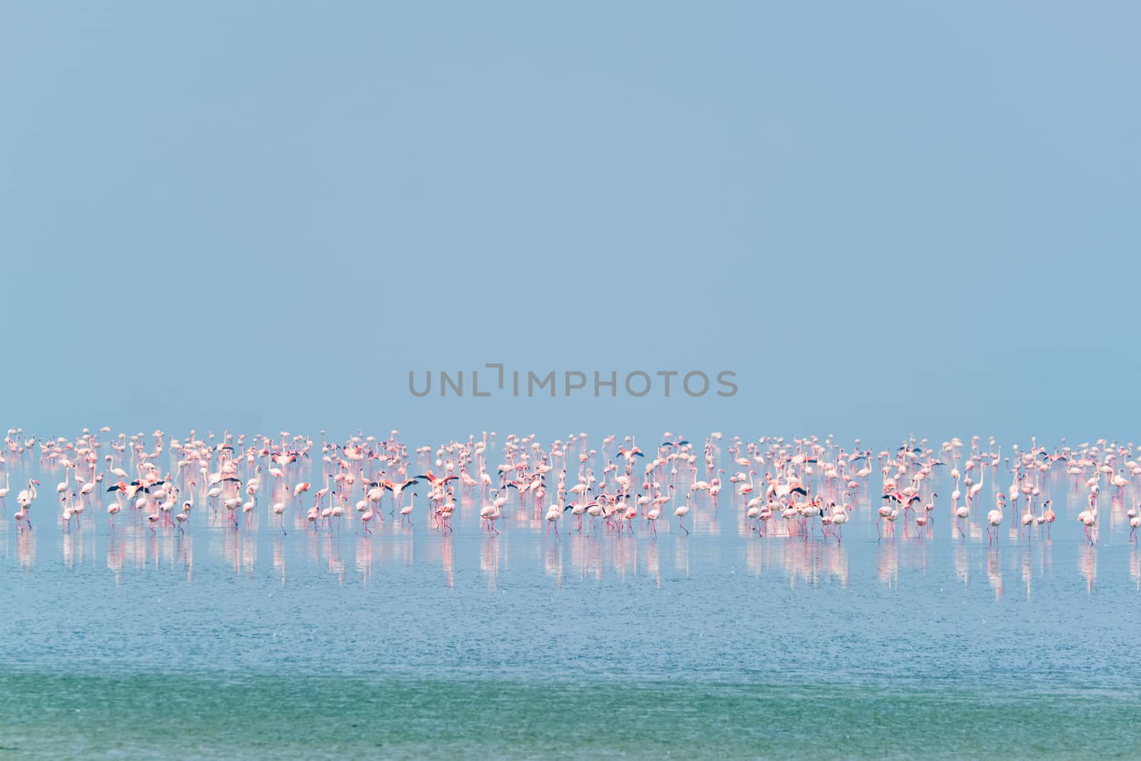 Pink flamingo birds at Sambhar Salt Lake in Rajasthan. India by dimol