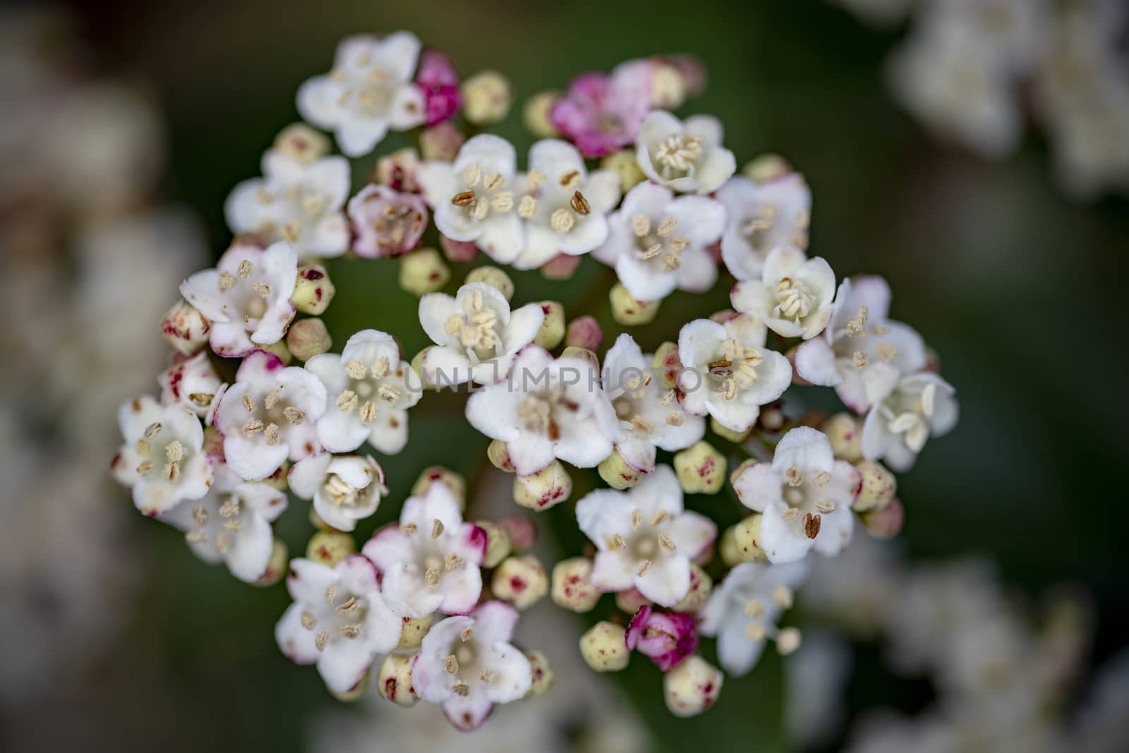  Closeup of Viburnum tinus flower blossom by ankorlight