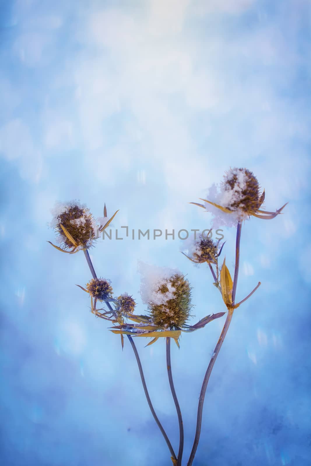 Dry plant covered with snow on a frosty winter day in the outdoor.