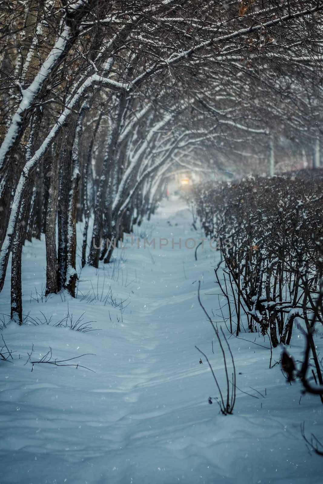 Snow-covered branches of trees on a frosty winter day.