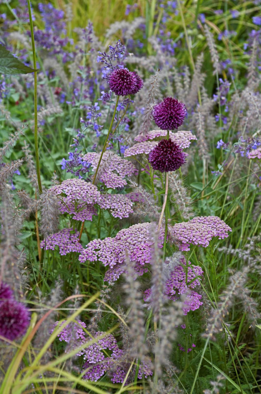 Detail of a flower border with Achillea, Allium and Grasses