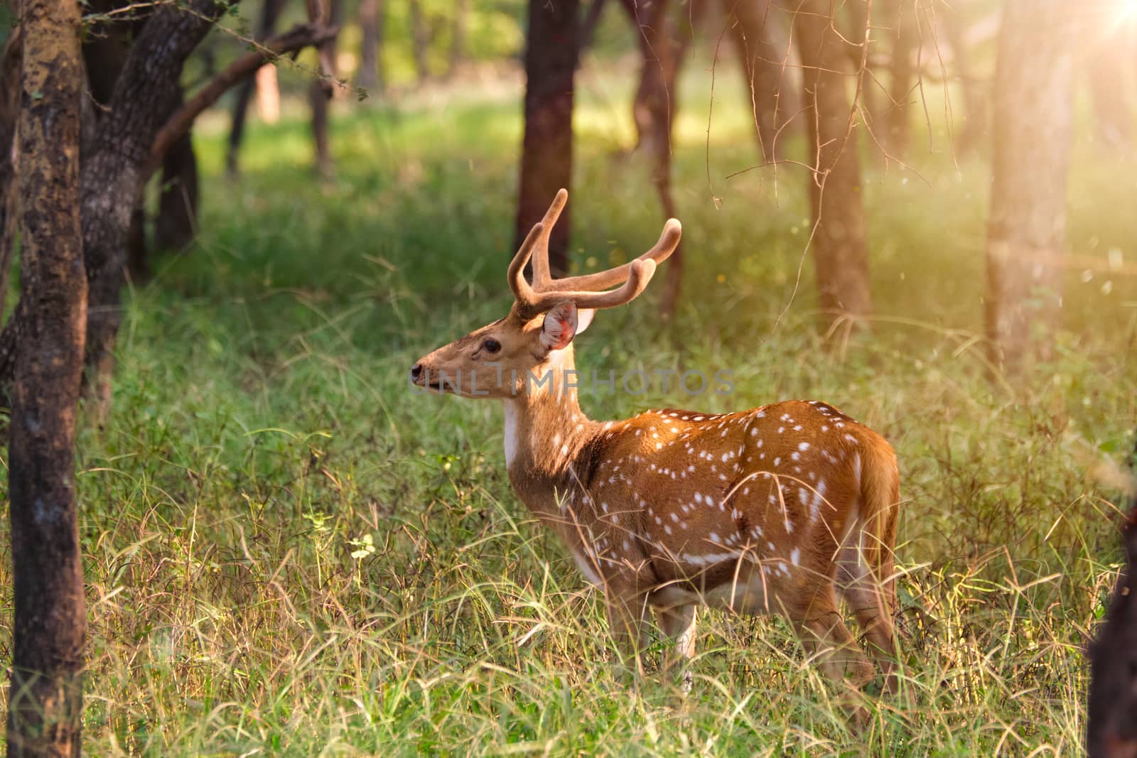Beautiful young male chital or spotted deer grazing in grass in Ranthambore National Park, Rajasthan, India
