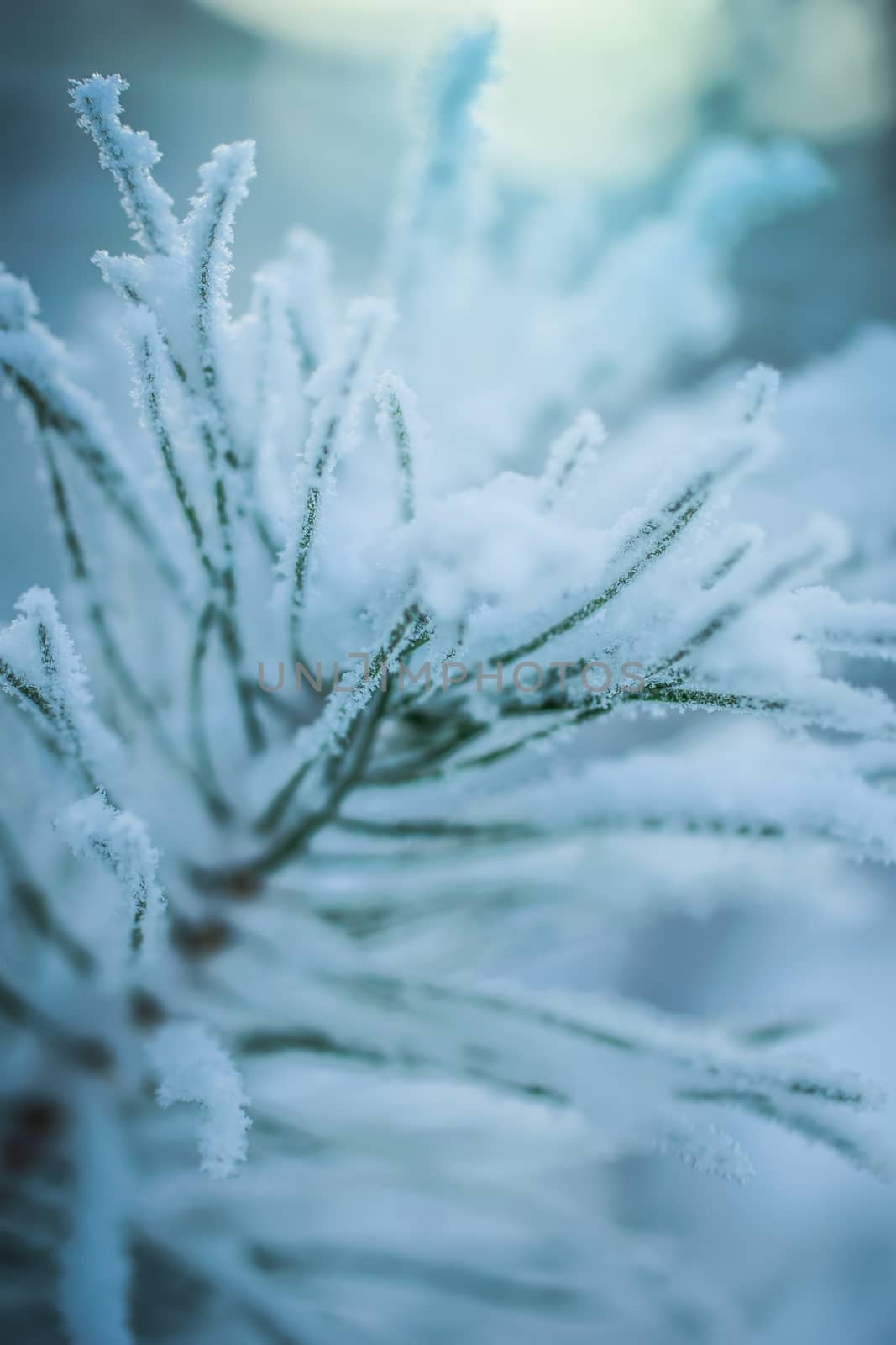 Fir branch in snow on a frosty winter day.