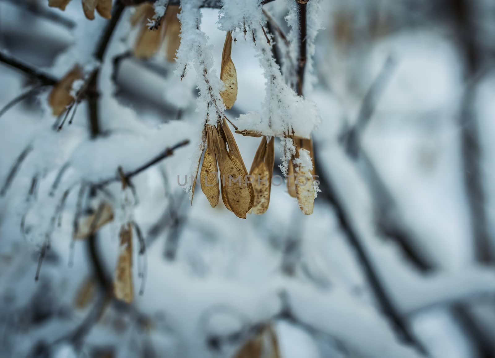 Dry plant covered with snow on a frosty winter day in the outdoor.