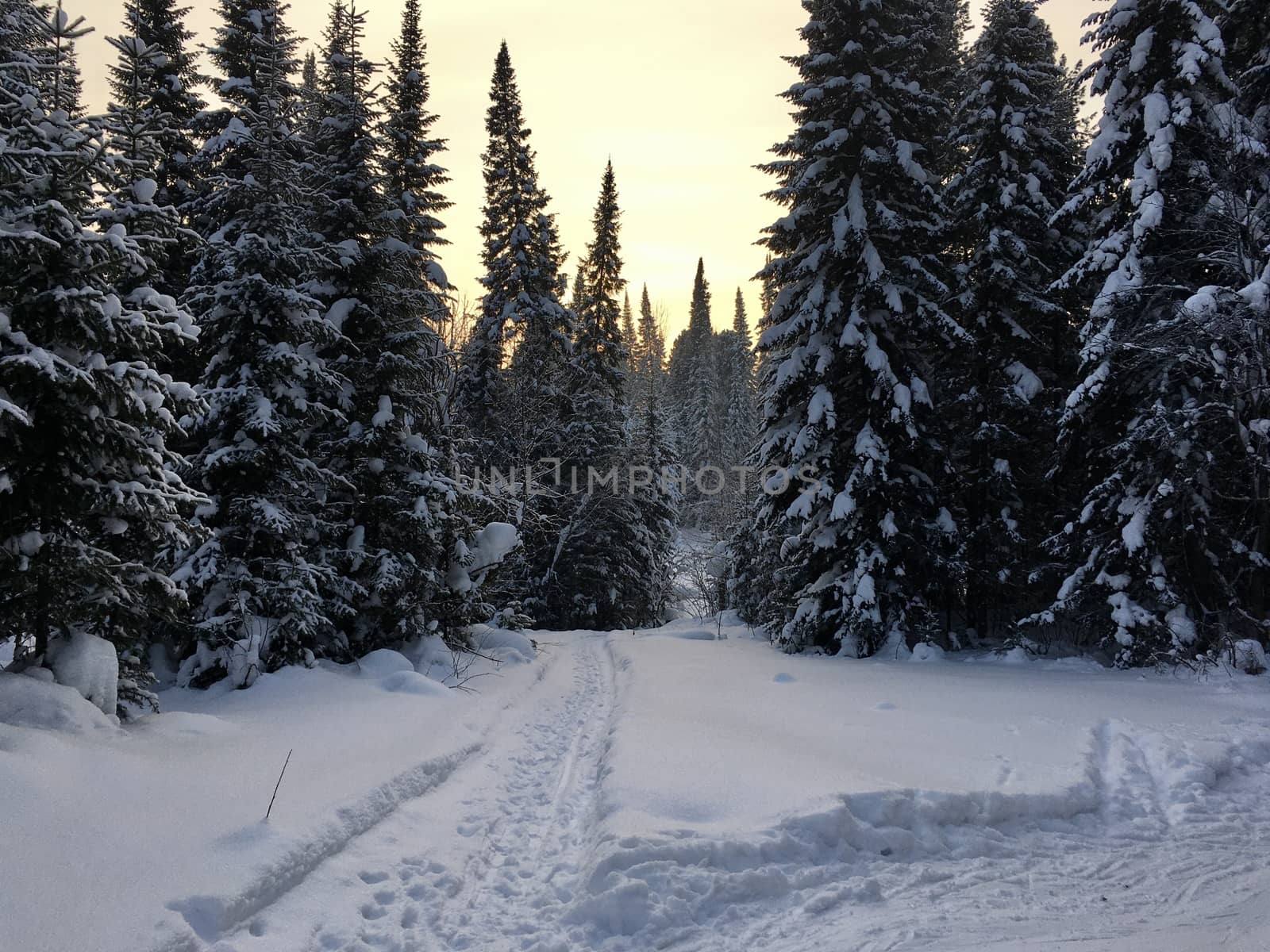 Snowfall in mountain forest with snow covered spruces, fir and birch trees. Snowdrifts on slope of hill. Wintertime landscape - snowy background with space for text. Winter travel and rest concept