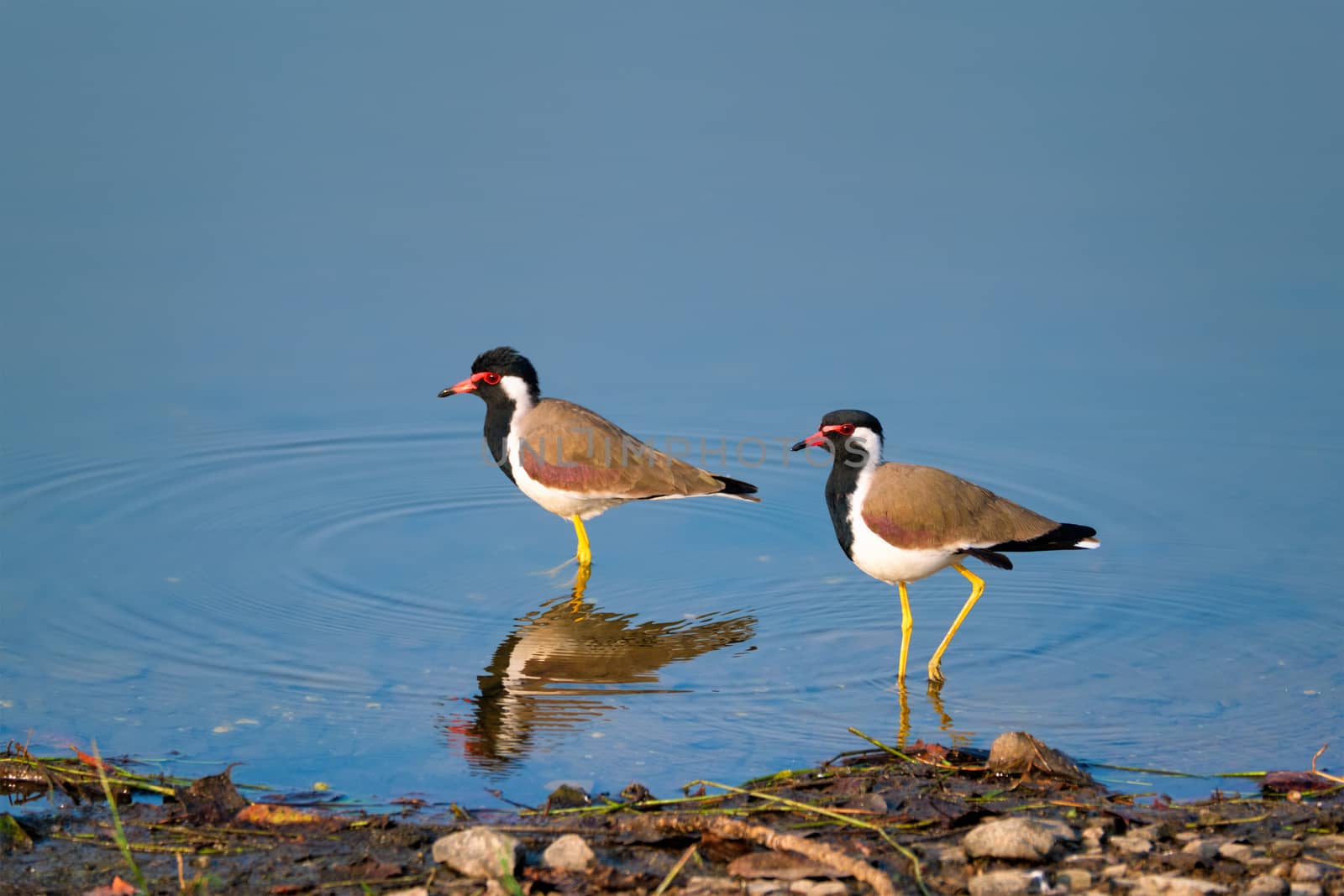 The red-wattled lapwing Vanellus indicus in a lake by dimol