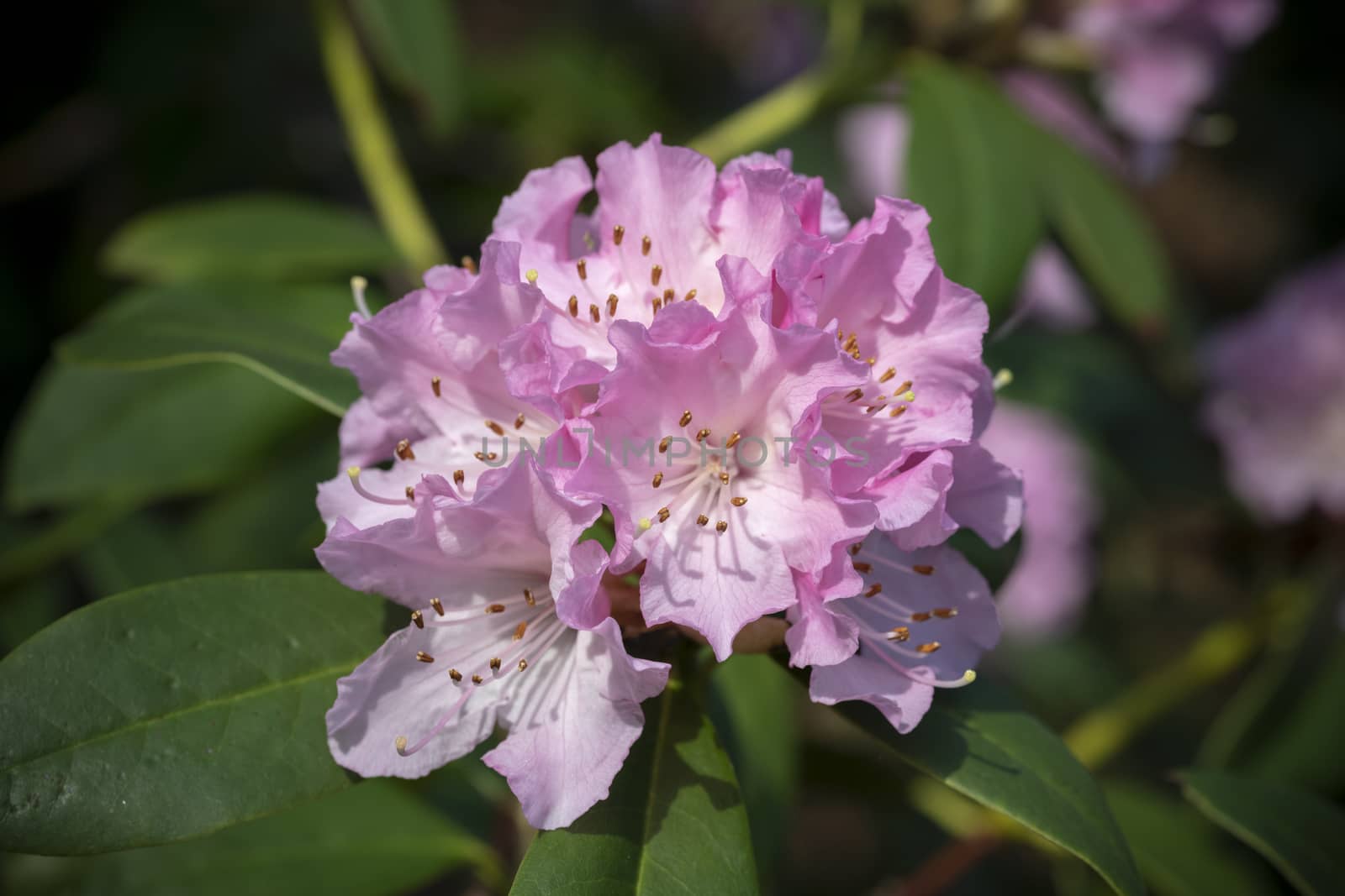 Pink rhododendron blooming under the warm winter ending lights