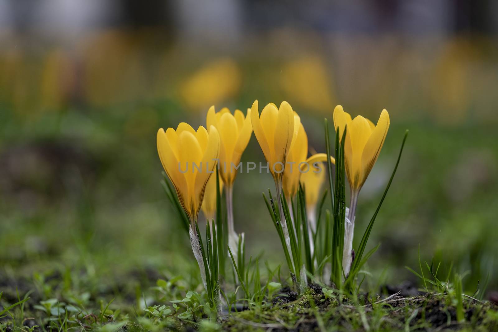 Close up of yellow and golden crocus flower blooming at the early spring against a green grass waiting for bees by ankorlight