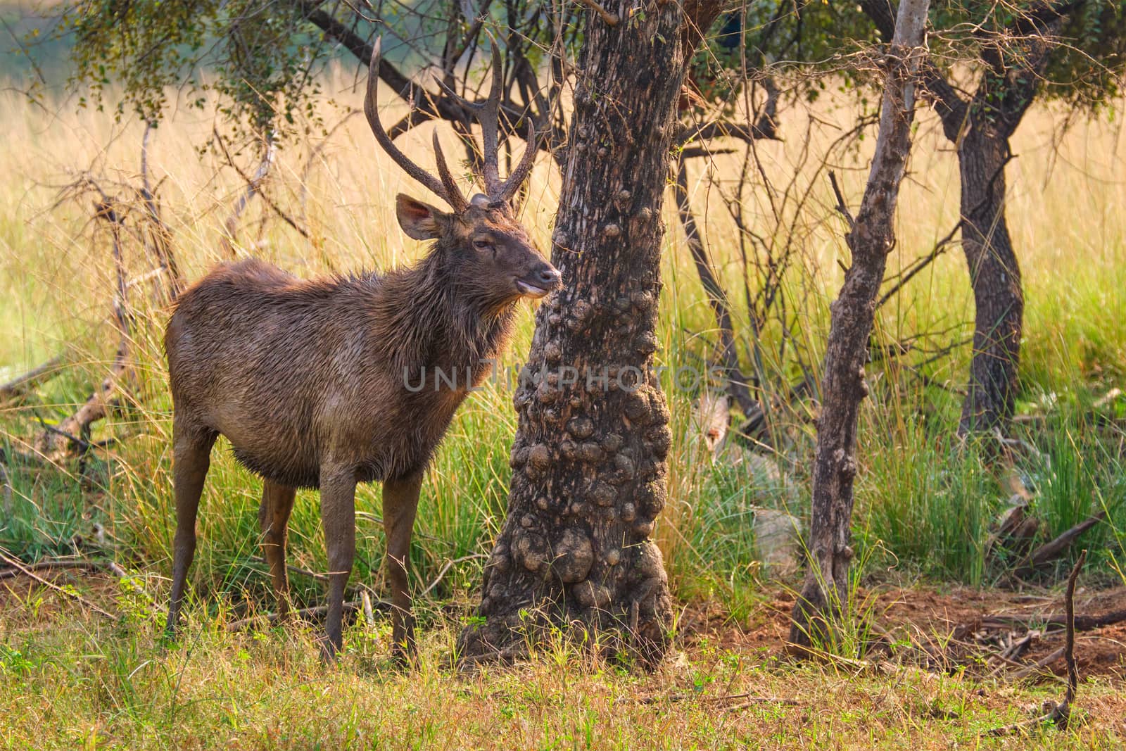 Male sambar Rusa unicolor deer in Ranthambore National Park, Rajasthan, India by dimol