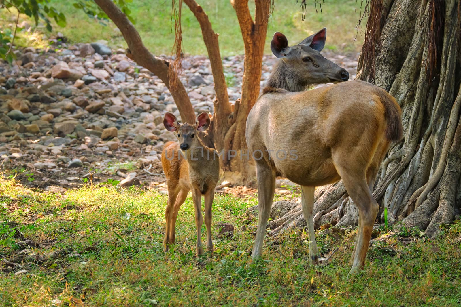 Female blue bull or nilgai - Asian antelope standing in Ranthambore National park, Rajasthan, India by dimol