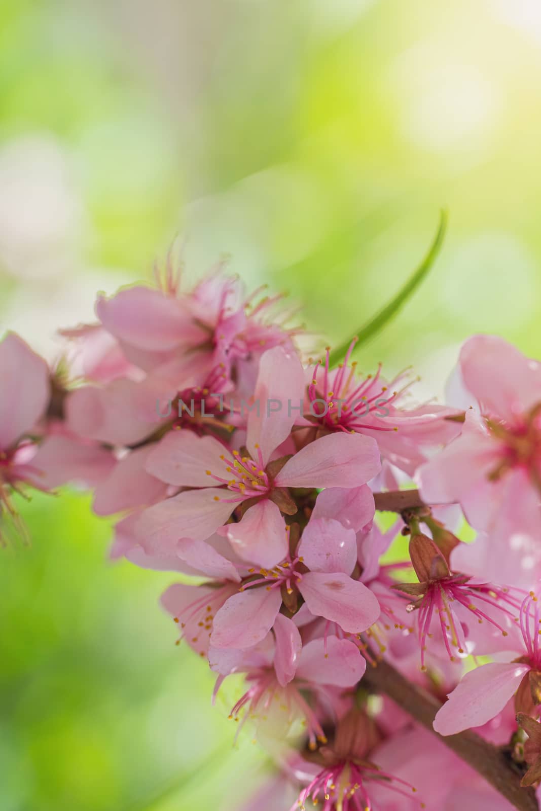 Spring flower pink almond closeup in the garden.