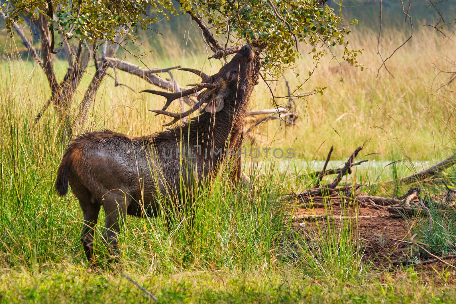 Male sambar Rusa unicolor deer in Ranthambore National Park, Rajasthan, India by dimol