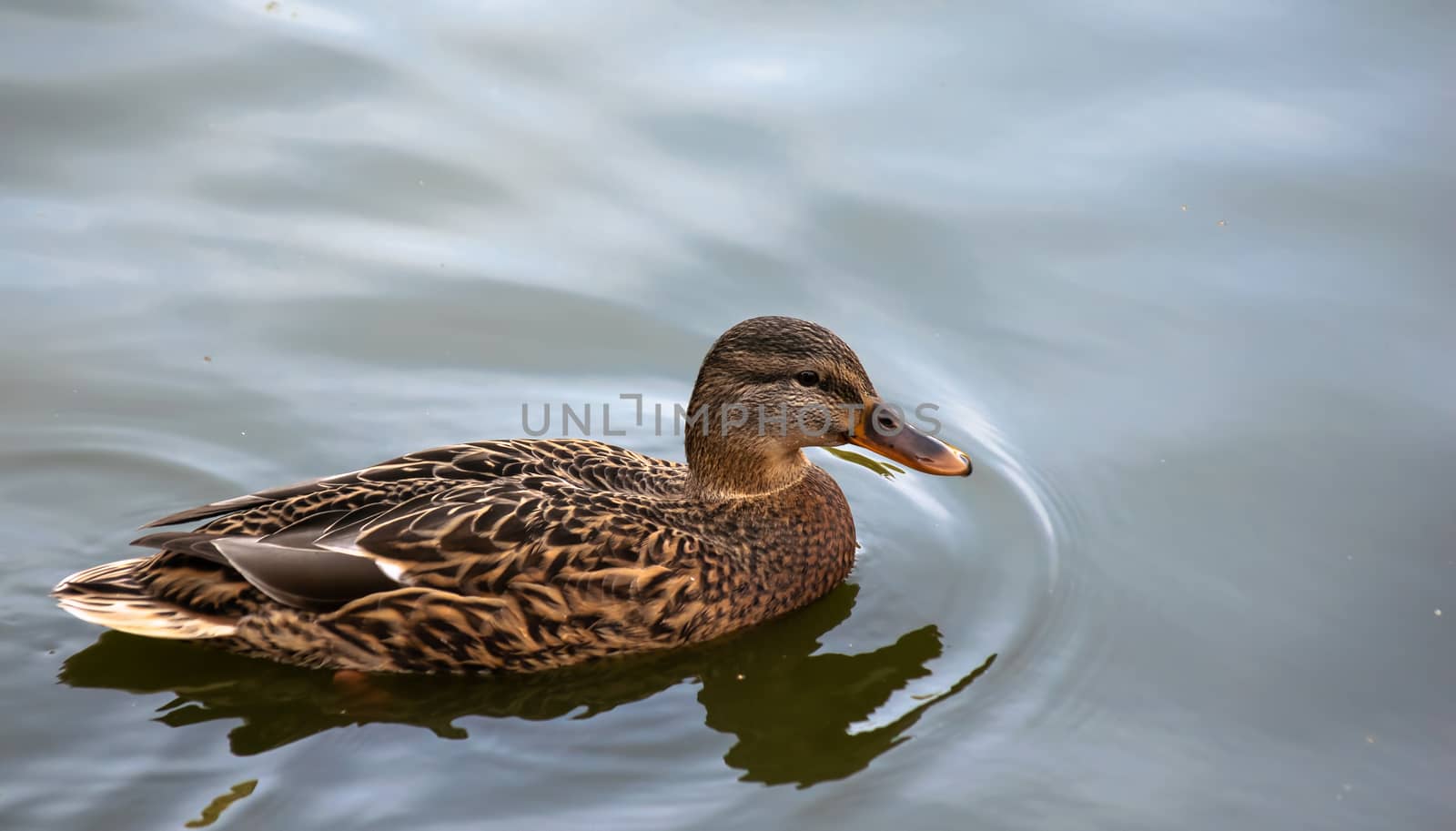 Wild ducks on a summer day in the river.