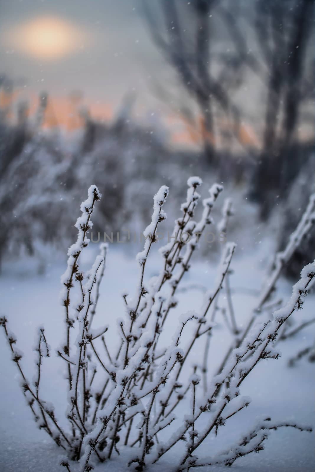 Dry plant covered with snow on a frosty winter day in the outdoor.