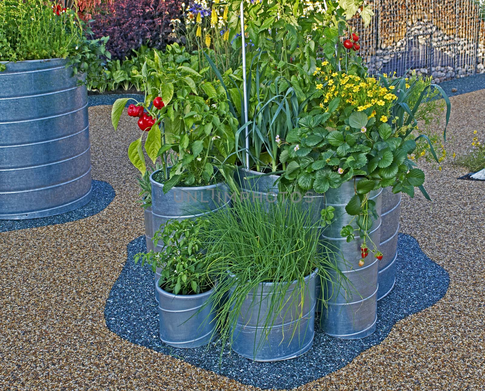 Vegetables, herbs and fruit growing in modern  containers on an urban  garden patio