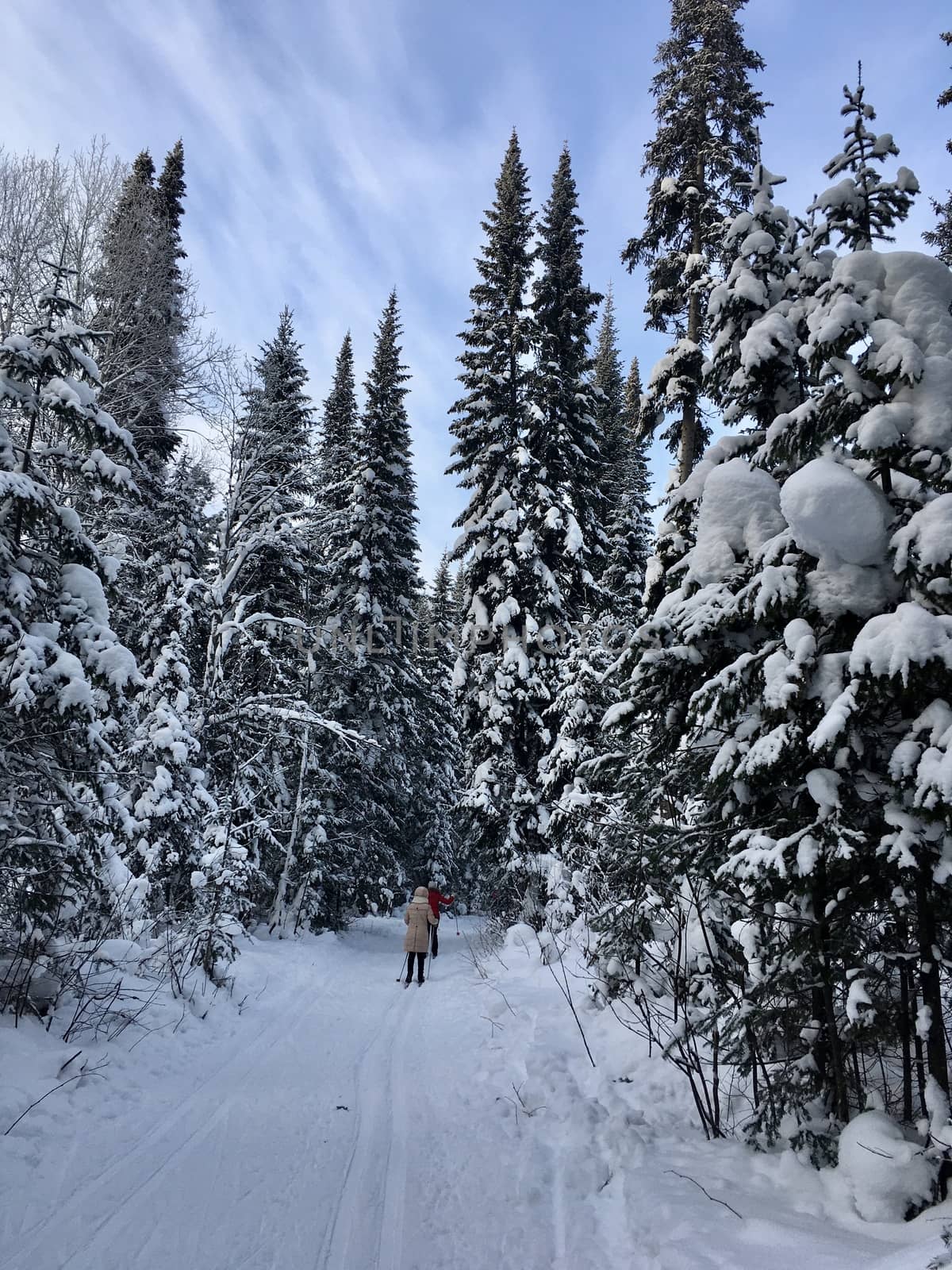 Beautiful landscape of forest in wintertime, majestic high pine trees covered with snow in mild light, beauty of winter nature by AnatoliiFoto