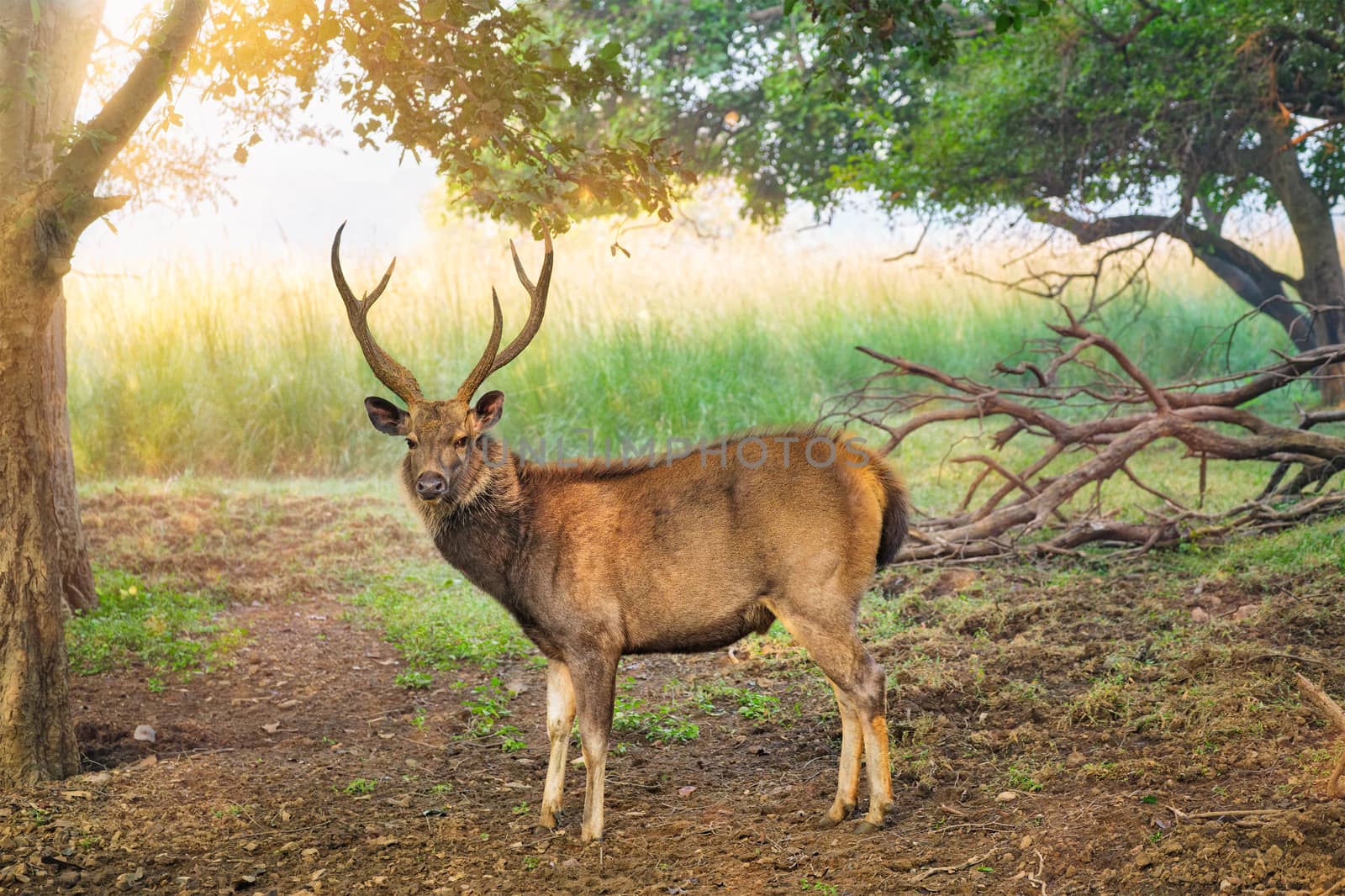 Male sambar Rusa unicolor deer in forest of Ranthambore National Park, Rajasthan, India by dimol