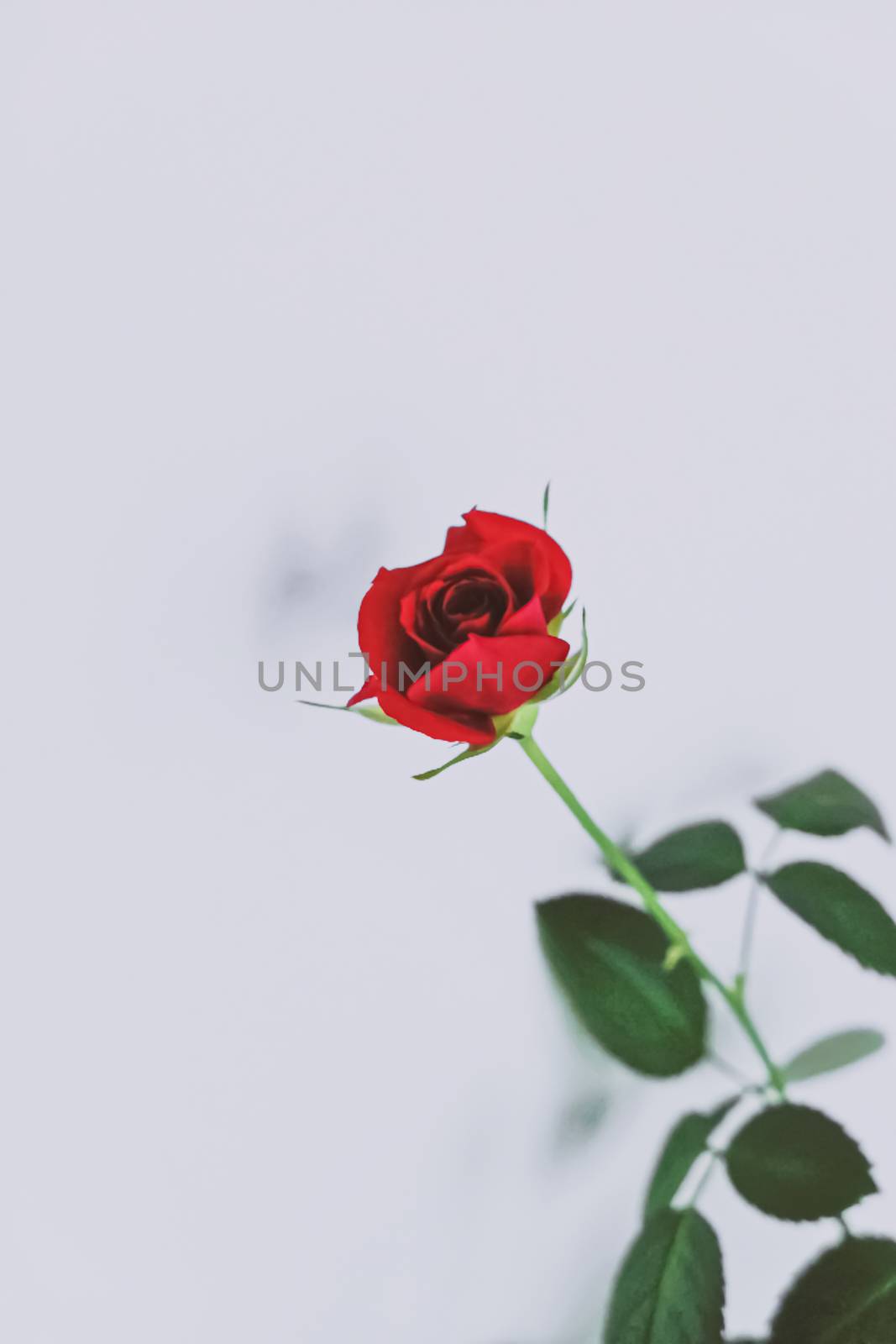 Beautiful red rose flower, floral and holiday by Anneleven