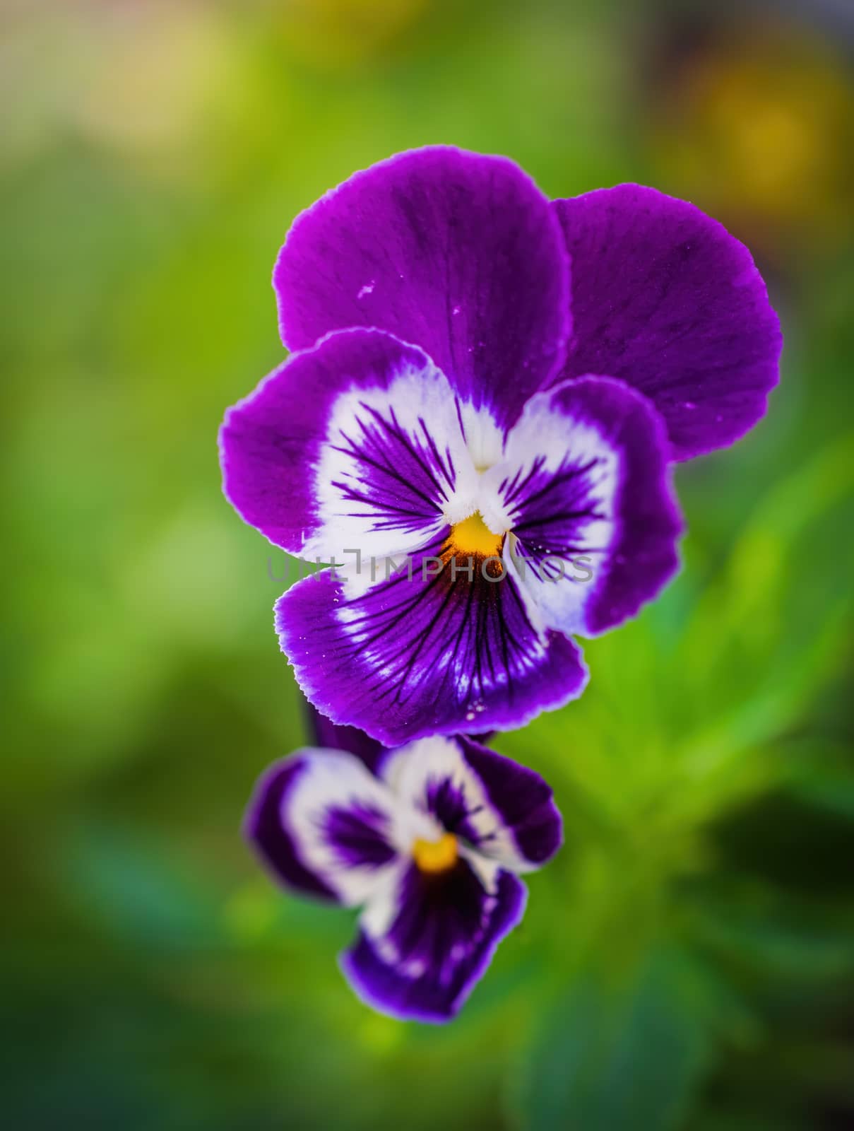 Bright flowers of violets in the garden against the backdrop of greenery.